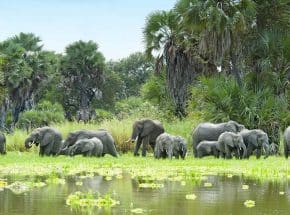 Herd of elephants in Selous