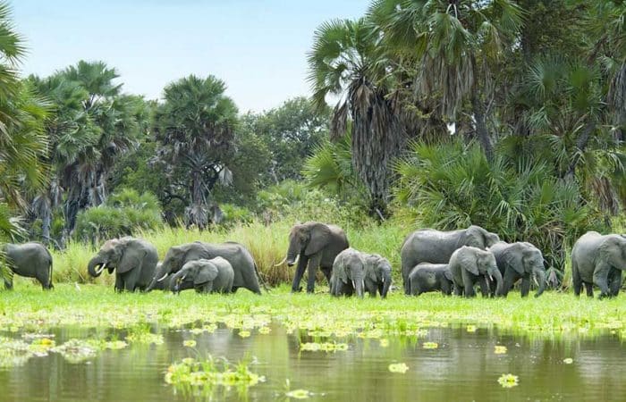 Herd of elephants in Selous