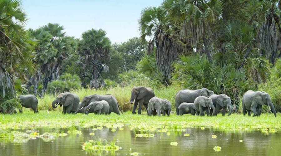 Herd of elephants in Selous