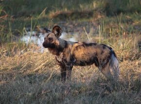 Nyerere NP hunting dog