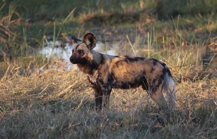 Nyerere NP hunting dog