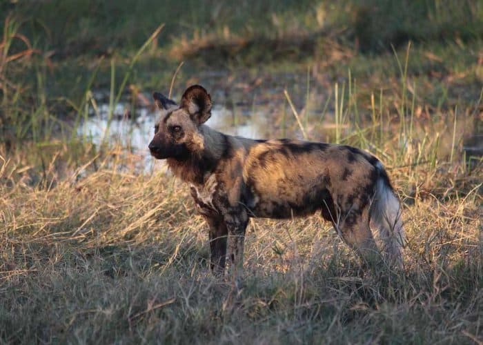 Nyerere NP hunting dog