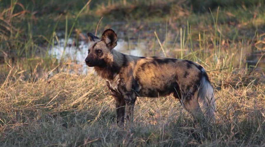 Nyerere NP hunting dog