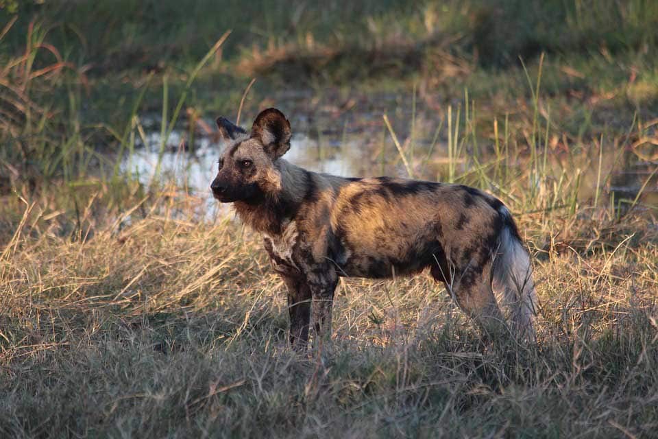 Nyerere NP hunting dog