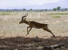 Antelope in Mikumi