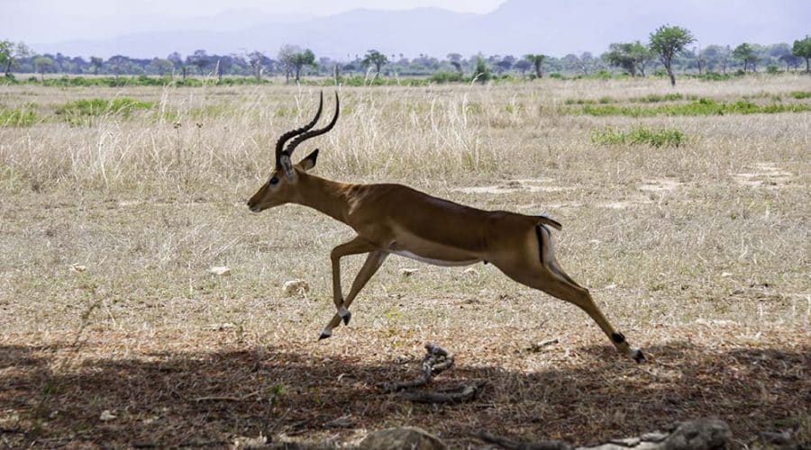 Antelope in Mikumi