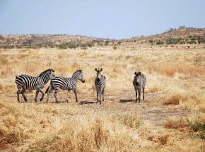 Zebra