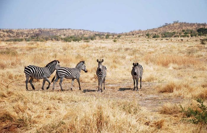 Zebra