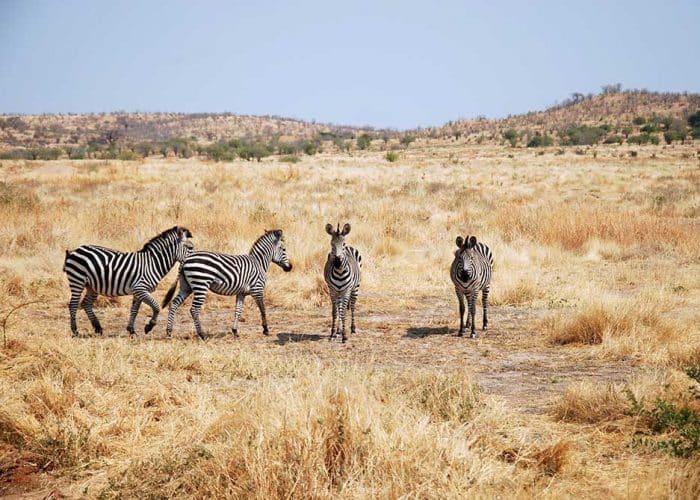 Zebra