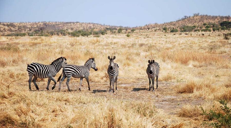 Zebra