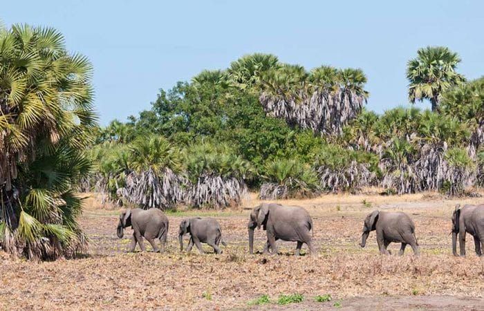 Herd of elephants in Nyerere NP
