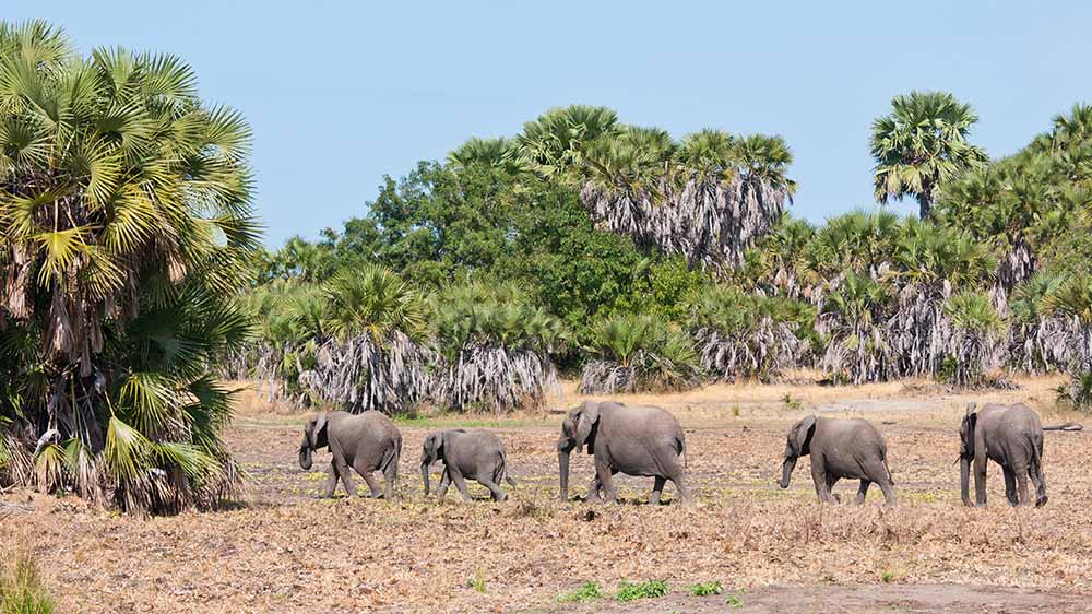 Herd of elephants in Nyerere NP