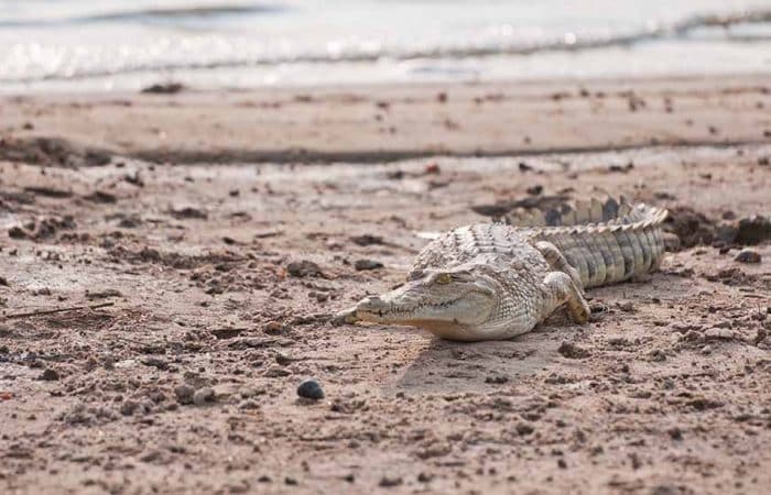 Crocodile along Rufiji river in Nyerere NP