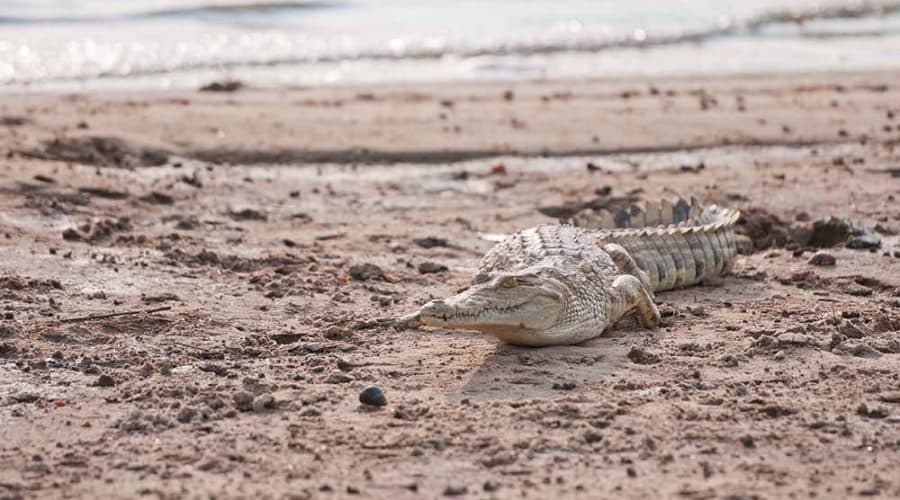 Crocodile along Rufiji river in Nyerere NP