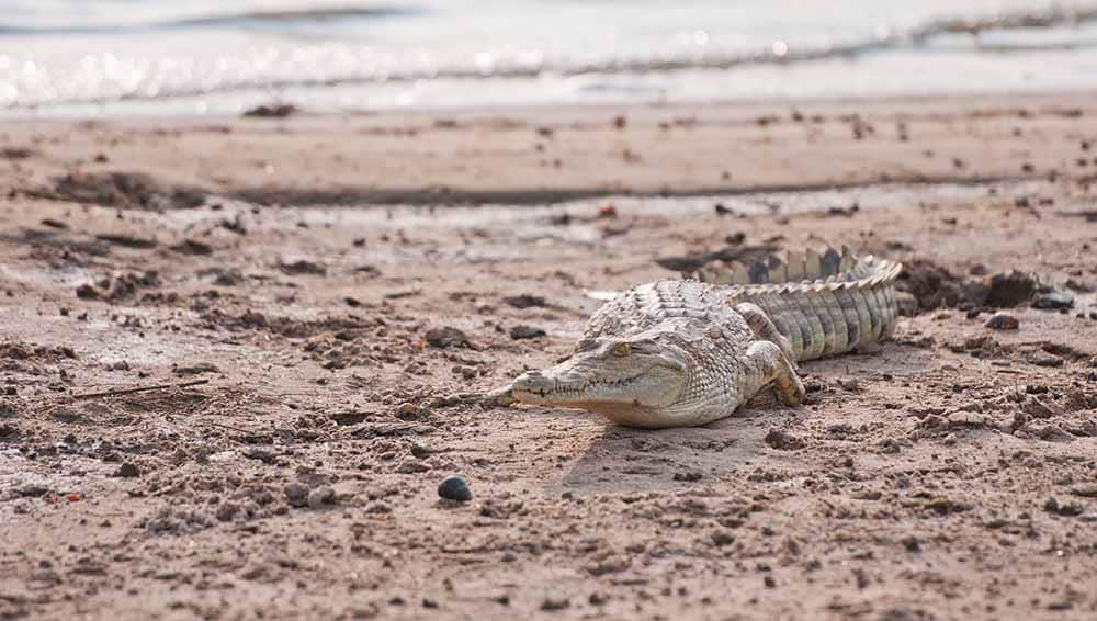 Crocodile along Rufiji river in Nyerere NP