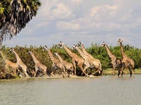 Girrafe in Nyerere NP