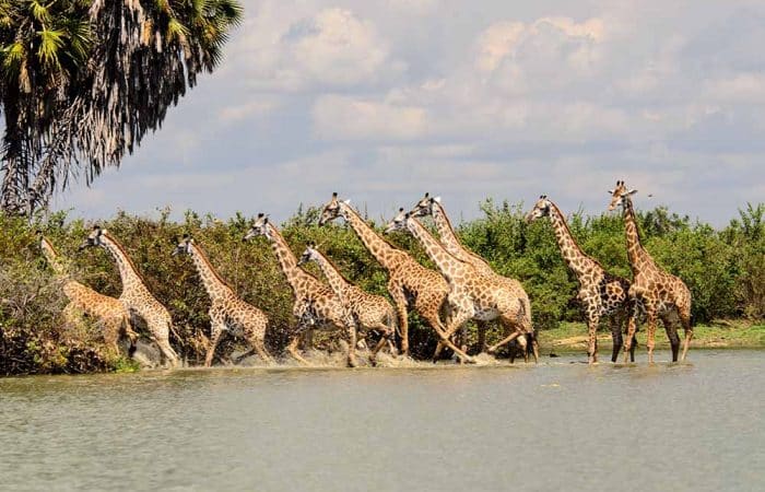 Girrafe in Nyerere NP