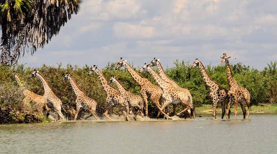 Girrafe in Nyerere NP