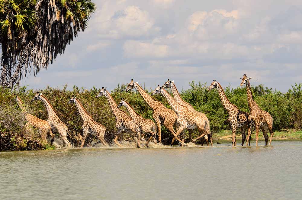 Girrafe in Nyerere NP