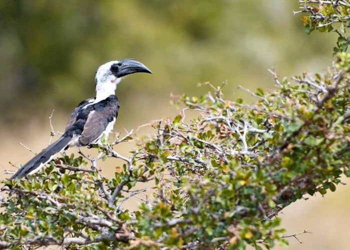 Bird in Nyerere/Selous