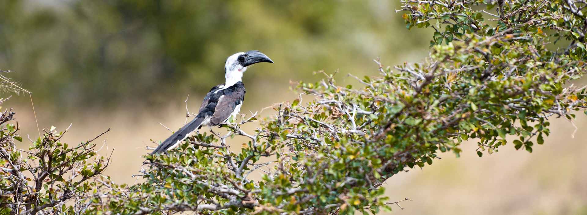 Bird in Nyerere/Selous
