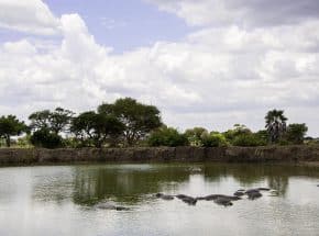 Hippos in their pool in Mikumi