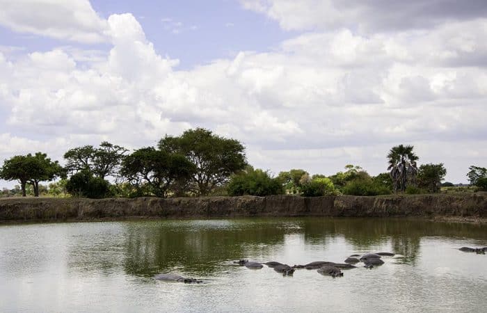 Hippos in their pool in Mikumi