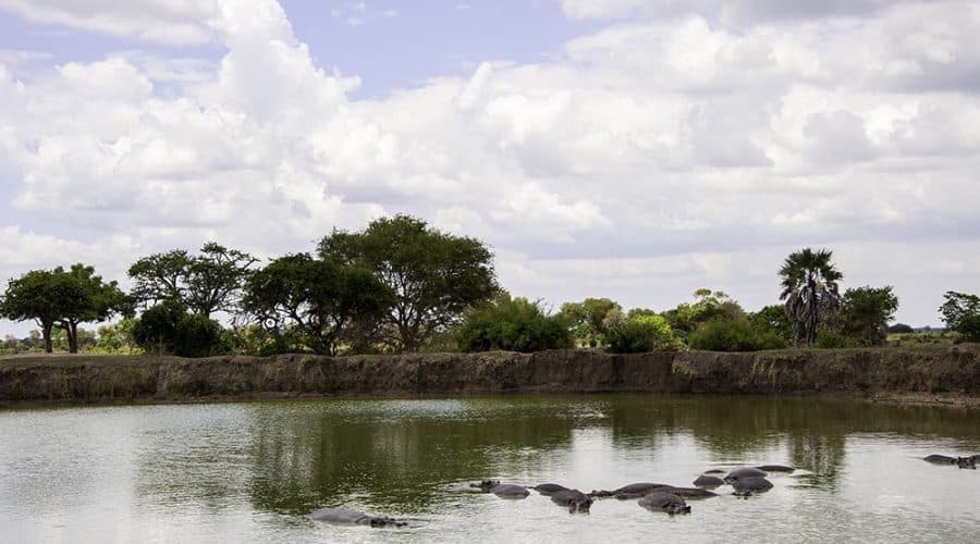 Hippos in their pool in Mikumi