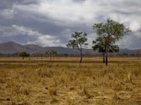 Plain of savannah in Mikumi NP