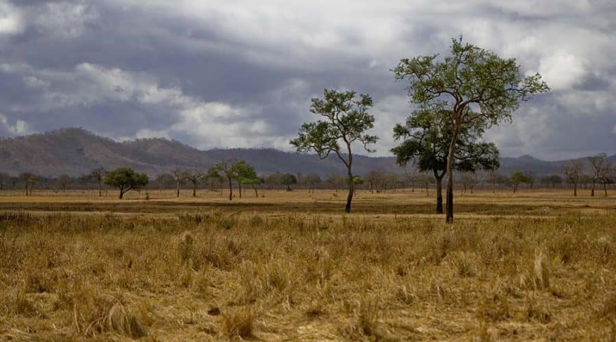 Plain of savannah in Mikumi NP