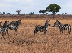 zebras in mikumi