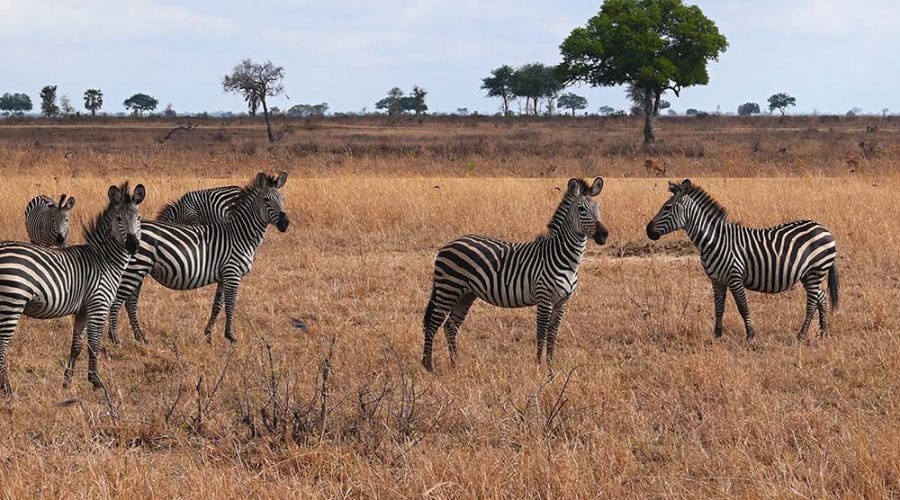 zebras in mikumi