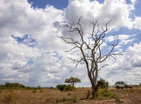 Mikumi game drive