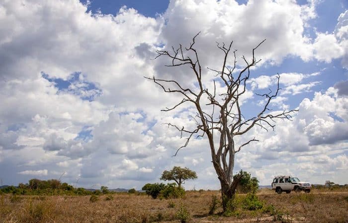 Mikumi game drive