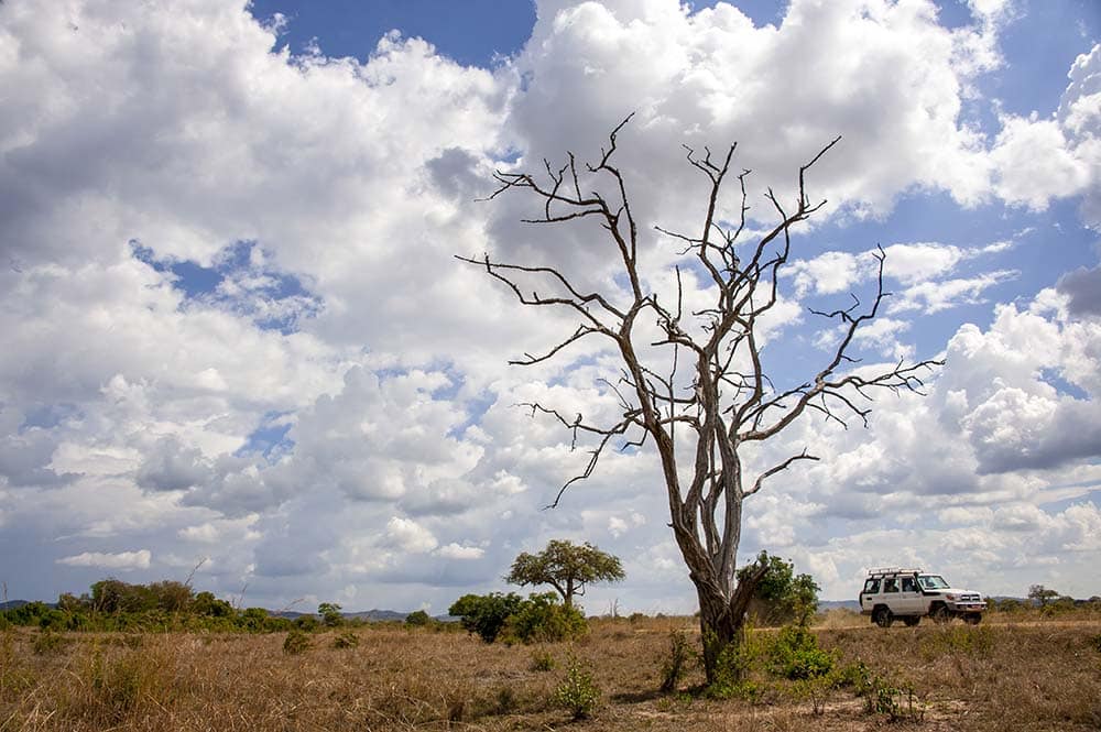 Mikumi game drive