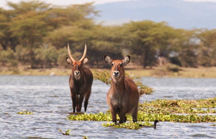Nyati Naivasha