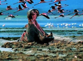 Flamingo at Lake Nakuru
