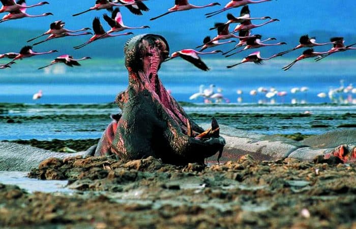 Flamingo at Lake Nakuru