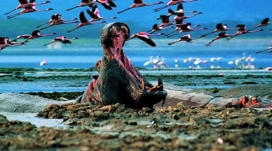 Flamingo at Lake Nakuru