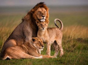 lions at Masai Mara