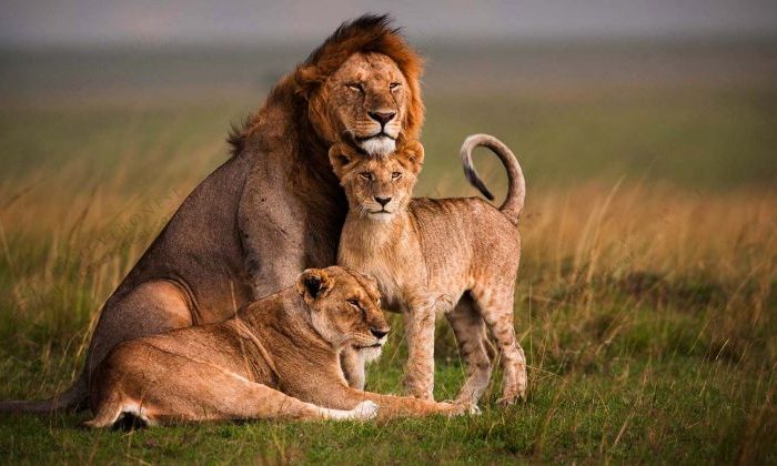 lions at Masai Mara