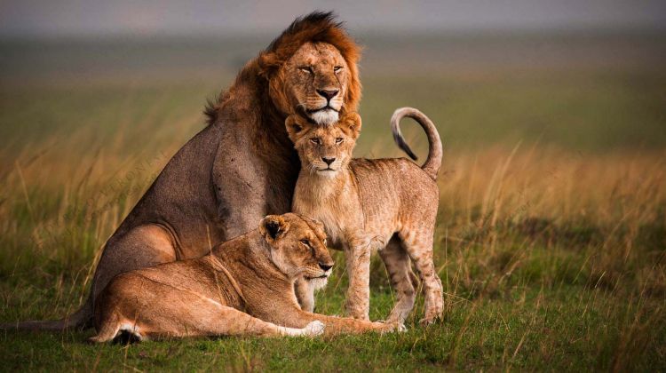 lions at Masai Mara