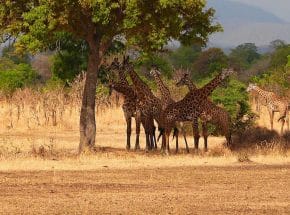 Masai giraffes