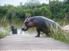Hippos at Manyara