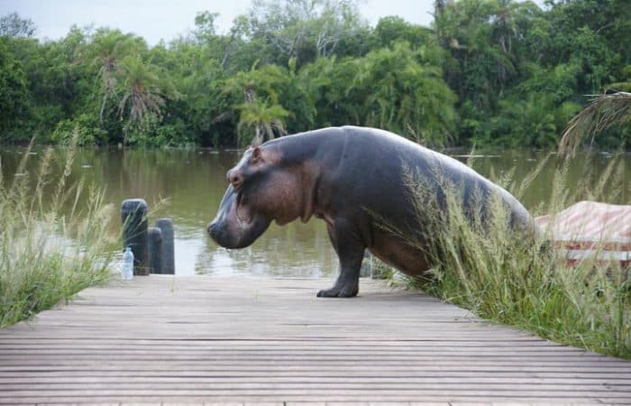 Hippos at Manyara