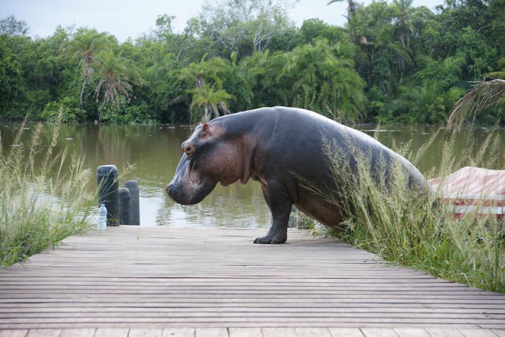 Hippos at Manyara