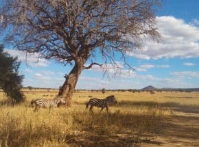 Zebra and wildebeest