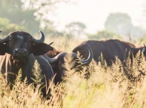 buffaloes