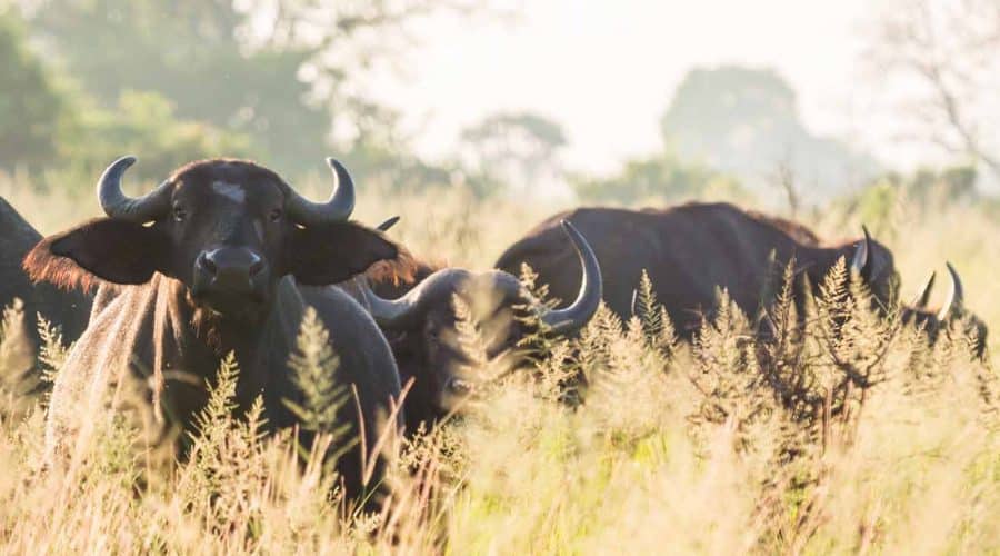 buffaloes