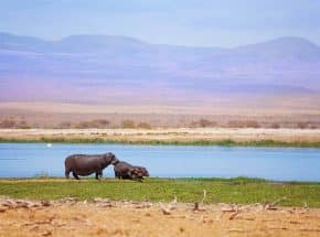 Hippos along the River